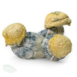 Blue Smurf (TAT Smurf) Magic Mushrooms