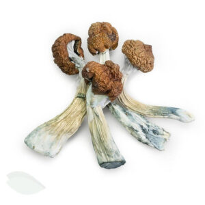 Amazonian Magic Mushrooms