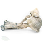 Avery Albino Magic Mushrooms