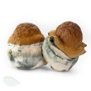 Blue Pulaski Magic Mushrooms